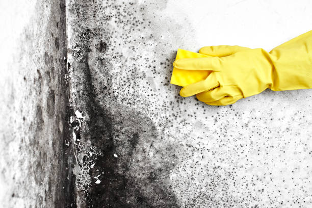 Best Mold Remediation for Specific Building Types in Columbus, OH