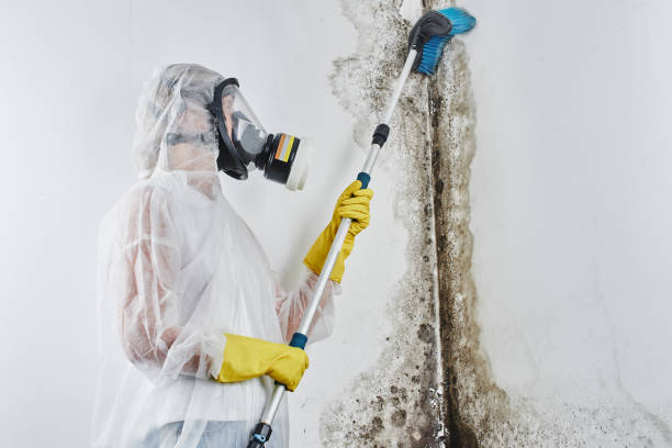 Best Residential Mold Remediation in Columbus, OH