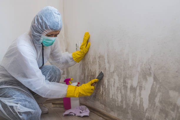 Best Attic Mold Remediation in Columbus, OH